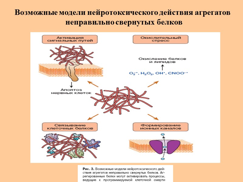 Возможные модели нейротоксического действия агрегатов  неправильно свернутых белков